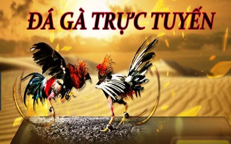 Đá Gà MU88 - Trải Nghiệm Cá Cược Đỉnh Cao Hấp Dẫn